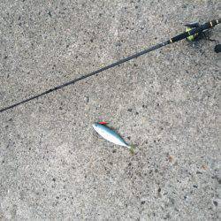 久しぶりの釣り