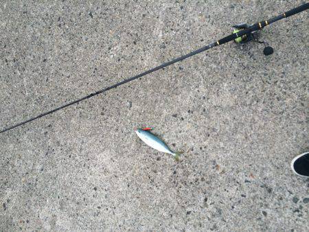 久しぶりの釣り