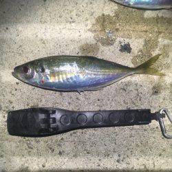 短時間アジング