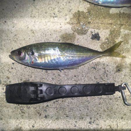 短時間アジング