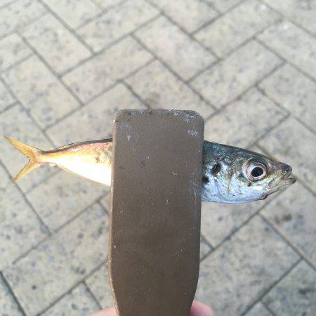 デイ豆アジング!