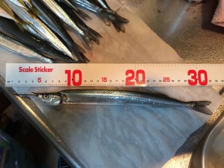 釣れる釣りのはずが、、、