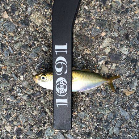 短時間アジング。