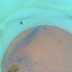 キスがだめでもアジがある。