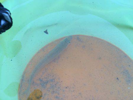 キスがだめでもアジがある。