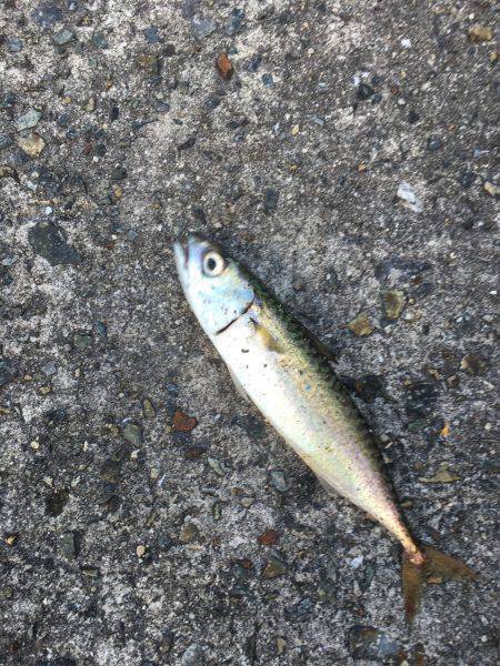 ハード釣行2日目!!