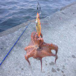 タコ釣り