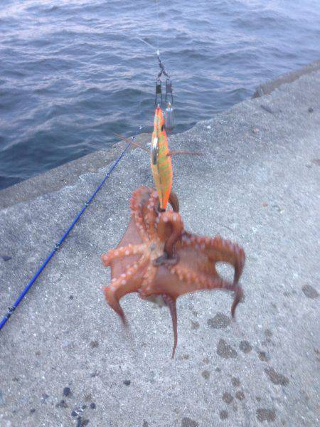 タコ釣り