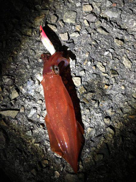 初ケンサキイカエギング！