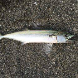 シーバス狙いが