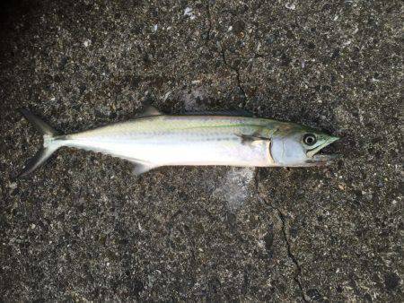 シーバス狙いが