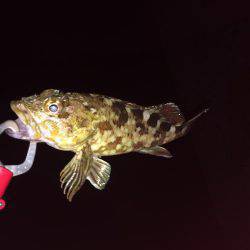 やっぱりガシリング！