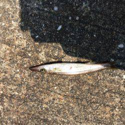 豆アジング 修行