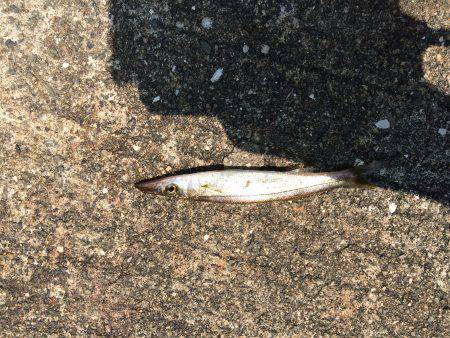 豆アジング 修行