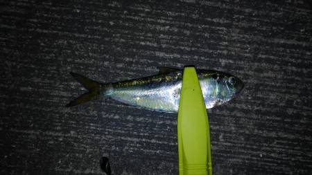 新規ポイントにて