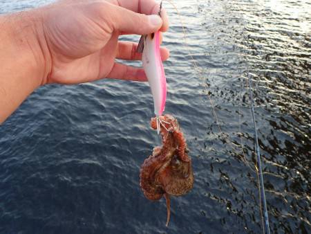 五目タコエギＤＥタコ♪