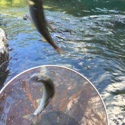 夏はアユ釣りに限る！