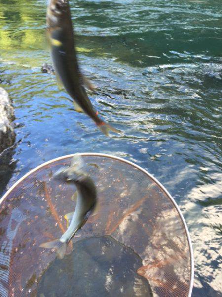 夏はアユ釣りに限る！