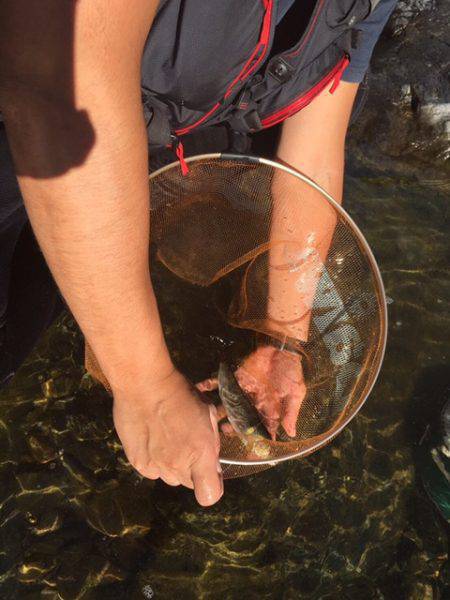 鮎釣り終盤戦突入！