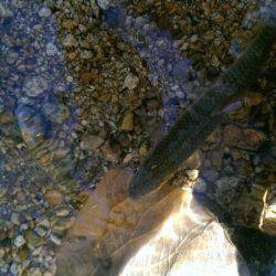 久しぶりの渓流釣り