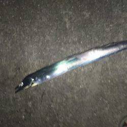 2016夏の夜釣り2夜連続スペシャル