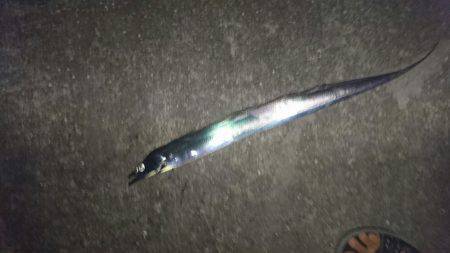 2016夏の夜釣り２夜連続スペシャル