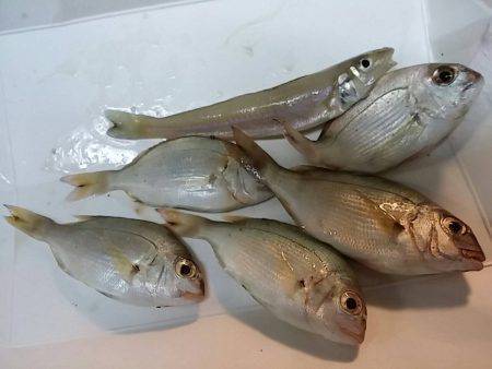 須磨西　２番周辺釣行