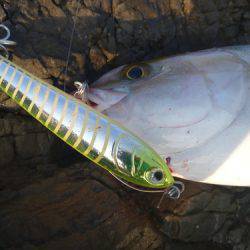 カンパチリベンジ成功♪