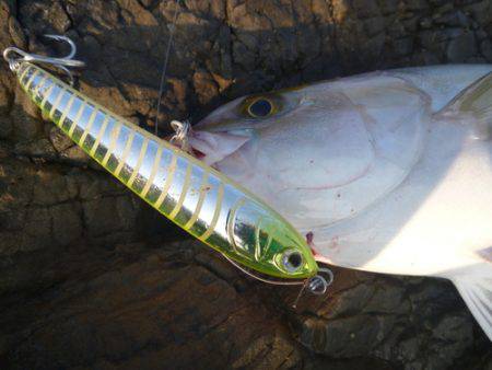 カンパチリベンジ成功♪