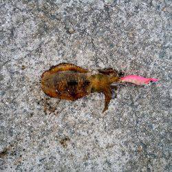 ケンサキ&ウルメイワシ&アオリイカ