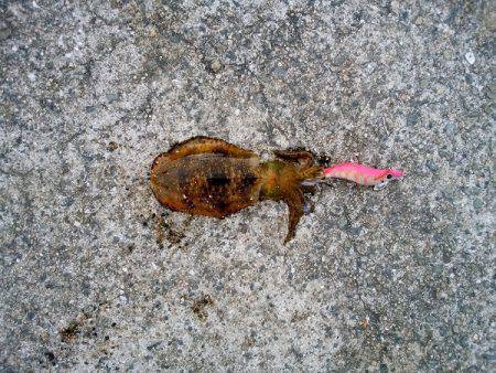 ケンサキ&ウルメイワシ&アオリイカ