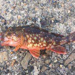 ここはアジがいないのか！