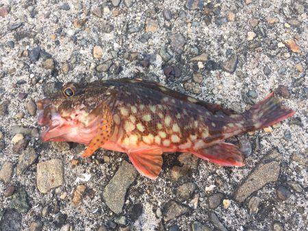 ここはアジがいないのか！