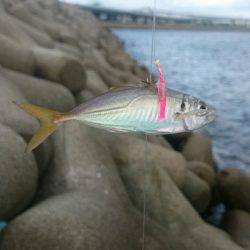 サゴシ祭り！？