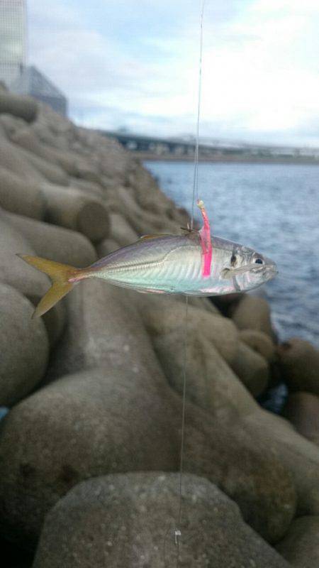 サゴシ祭り！？