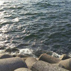 サゴシ、太刀魚GET！！