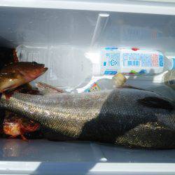 夏ロックとおまけ