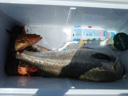 夏ロックとおまけ