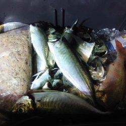 イカメタルの合間に魚狙い