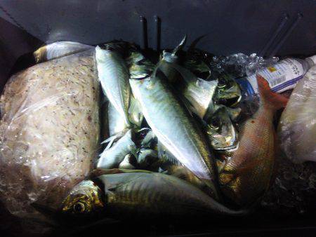 イカメタルの合間に魚狙い