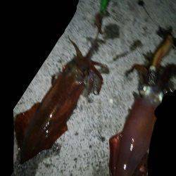 胴長２０㎝のケンサキヒット！