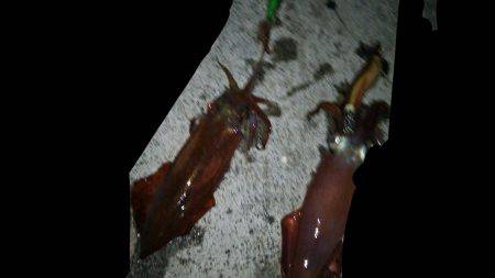 胴長２０㎝のケンサキヒット！