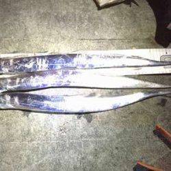 タチウオ、大潮の神戸港はやっぱイマイチ？