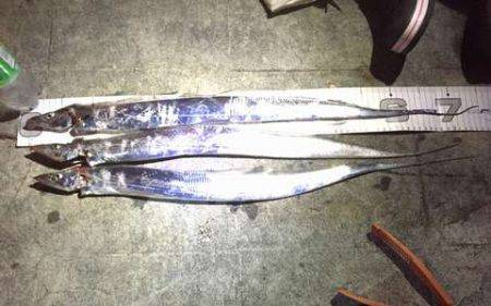 タチウオ、大潮の神戸港はやっぱイマイチ？