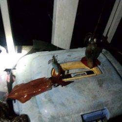 サイズアップ、大蔵海岸のケンサキイカ