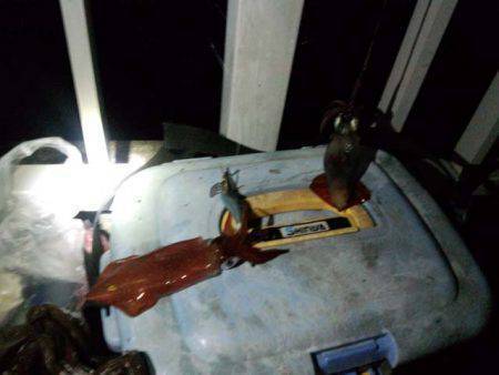 サイズアップ、大蔵海岸のケンサキイカ