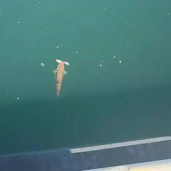 E・S・O！E・S・O！