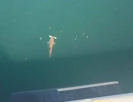 E・S・O！E・S・O！