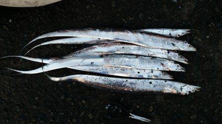 兵庫突堤、朝は表層が良かったです