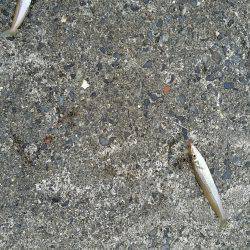 早朝からキス狙い。やや渋めも25cmゲット。